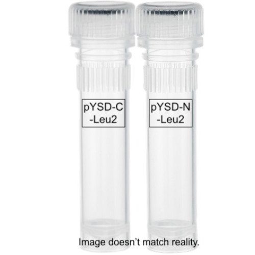 Yeast display vectors